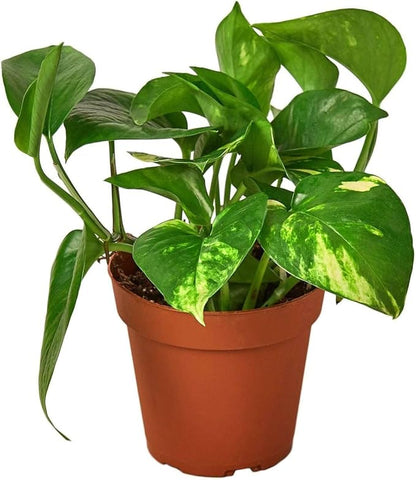 Pothos Golden Live Plant for Indoor | Different Houseplants in 3'' Pot | Real House Plant for Living Room, Office, Desk & Bathroom | Epipremnum Aureum | Devil's Ivy