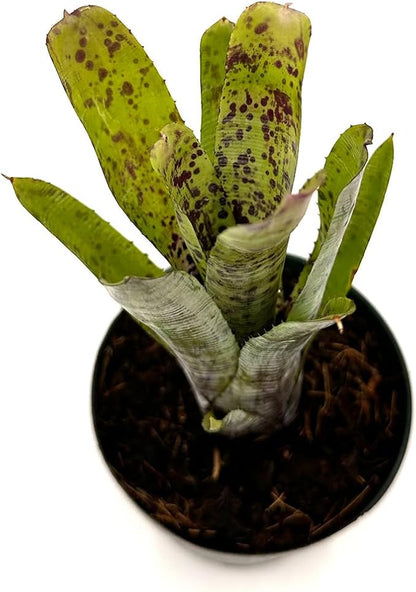 ragnaroc Live Plants – Bromeliad Neoregelia Pauciflora, 4-8" in 4" Pot - 1ct - Live Arrival Guaranteed - House Plants for Home Decor & Gift