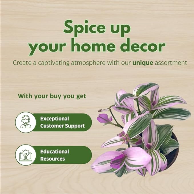 BubbleBlooms Wandering Dude Assortment Tradescantia Variety Set of 3 in 4 inch pots