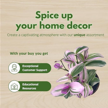 BubbleBlooms Wandering Dude Assortment Tradescantia Variety Set of 3 in 4 inch pots