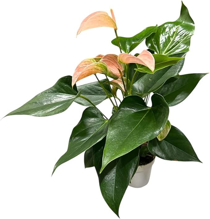 Pink Matata Anthurium (12"-14" Tall) Unique and Gorgeous Live Indoor Plant, Easy Care and Easy to Grow, Bloom Plant, 4 inch Pot (Jolie Peach)