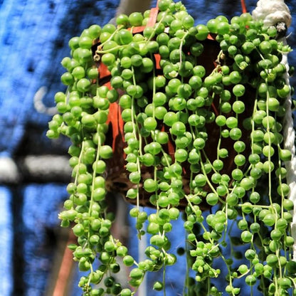 String of Pearls Plant Live for Indoor Outdoor Garden, String of Pearls Pot, Live String of Pearls Plant, Succulent Houseplants Decoration, Green String of Pearls, 2.5" Pot