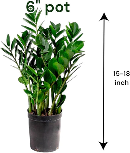 ZZ Plant 3/4/6/8" - Zamioculcas Zamiifolia Raven Plant- Indoor Easy Care House Plant - Live Plant (6" Pot – 15–18" Tall)