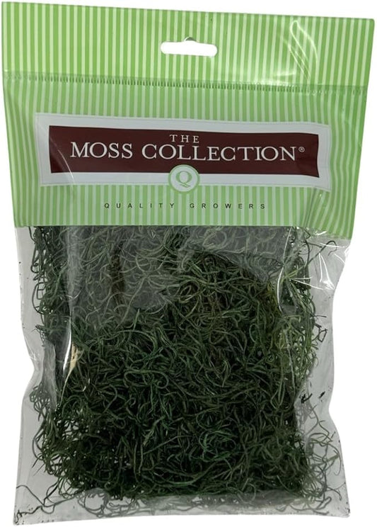 Preserved Spanish Moss - Decorative Dried Moss for Crafts, Home Decor, Art, Design & DIY Projects - for Indoor Use - Forest Green - Small Size