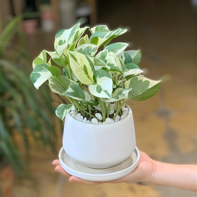 Pothos N’Joy Live Plant in 4 Inch Pot |Variegated Epipremnum Aureum Houseplant with White-Green Leaves | Easy-Care Indoor Pothos Live Plants for Home Office Décor