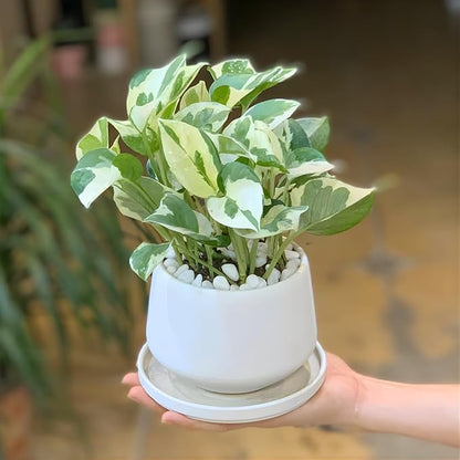 Pothos N’Joy Live Plant in 4 Inch Pot |Variegated Epipremnum Aureum Houseplant with White-Green Leaves | Easy-Care Indoor Pothos Live Plants for Home Office Décor