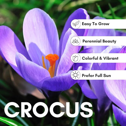 Rare Crocus Saffron Flower Bulbs for Planting, Crocus Sativus (10 Bulbs)