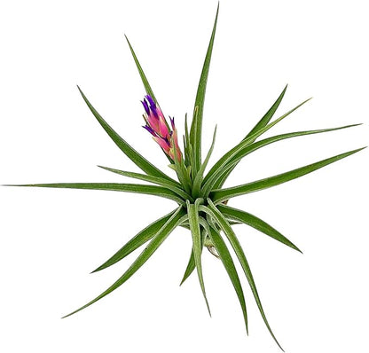 Air Plants - Flowering Tillandsia Aeranthos, Large 3-5" - 3ct - Live Arrival Guaranteed - House Plants for Home Decor & Gift