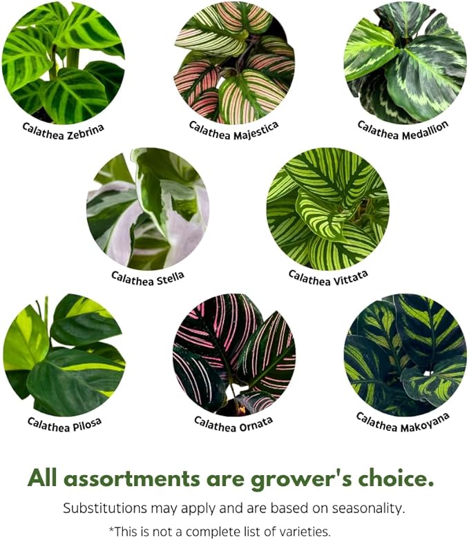 BubbleBlooms Calathea Assortment in 4 inch Pots Set of 3 Prayer Plants