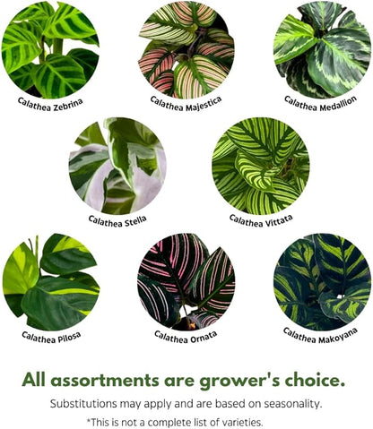 BubbleBlooms Calathea Assortment in 4 inch Pots Set of 3 Prayer Plants