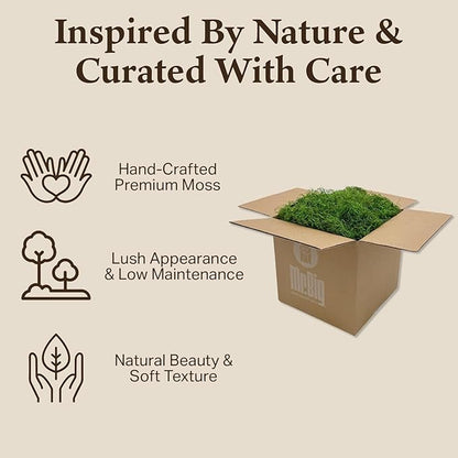 Preserved Spanish Moss - Decorative Moss - Dried Moss for Crafts, Home Decor, Art, Design & DIY Projects - for Indoor Use - Green Apple - Standard Box - Covers 10-12 sq. ft.