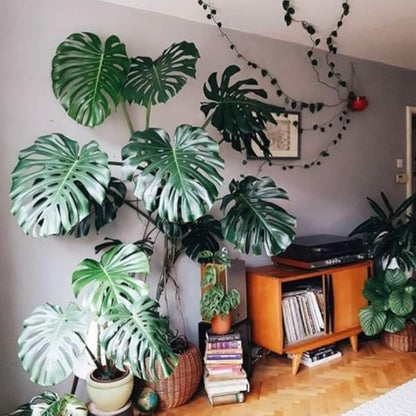 2 Rare Philodendron Live Plants Varieties Collection, Philodendrons Plants Size 5-9 Inc for Indoor Houseplant Décor, Ornamental Tropical Well-Rooted (Monstera Swiss Cheese Round Leaf)