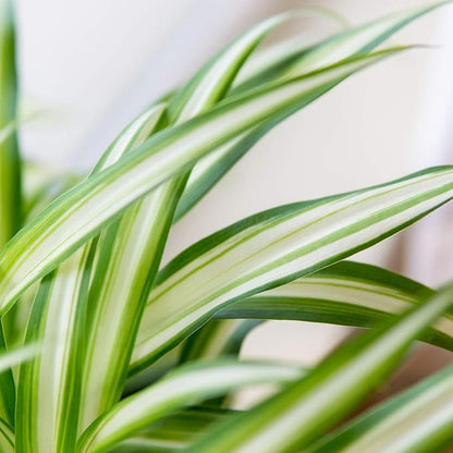 Perfect Plants Spider Plant in 6in. Grower's Pot Pot | Live Houseplant for Indoor Growing | Easy to Care for & Keep Alive | Beautiful Green & White Variegated Leaves