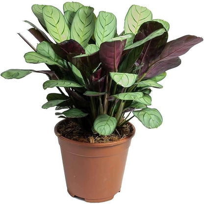 Ctenanthe Burle-Marxii Amagris Live Plant for Indoor | Different Houseplants in 4'' & 6'' Pot | Real House Plant for Living Room, Office & Desk | Never Plant | Fishbone Plant