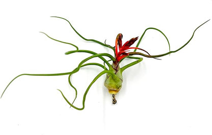 ragnaroc Air Plants - Flowering Tillandsia Bulbosa Belize, Giant 7-9" - 2ct - Live Arrival Guaranteed - House Plants for Home Decor & Gift