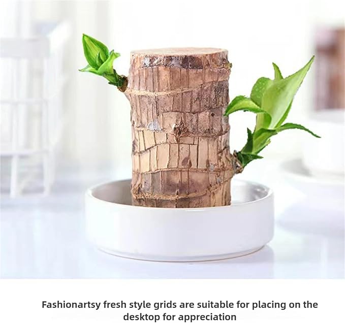 Brazilian Wood,Brazilian Lucky Wood Plant,Mini Sculpture Art,Suitable for Home, Outdoor, Office, Kitchen, Bedroom, Garden Decoration (red)