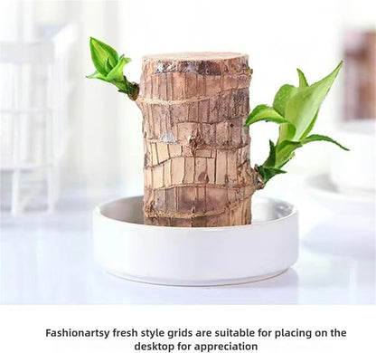 Brazilian Wood,Brazilian Lucky Wood Plant,Mini Sculpture Art,Suitable for Home, Outdoor, Office, Kitchen, Bedroom, Garden Decoration (red)