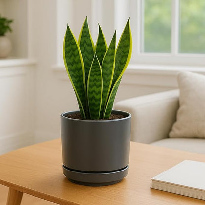 PLANTATOREM Ceramic 14 Inch Mid Modern Planter Pot with Drainage Hole and Saucer, Indoor Cylinder Round Flower Pot, Perfect for Planting Succulents, Herbs, Flowers, House Plants, Jet Grey