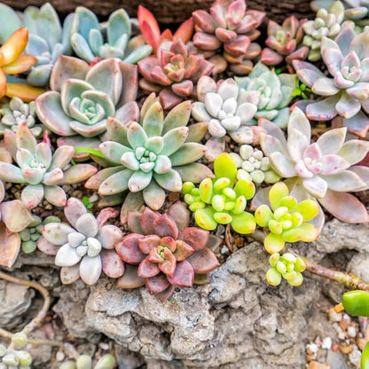 Pack 5 of Assorted Succulents Plant, 2 Inch Succulents Potted, Easy Care Mix Varieties, Succulent Cactus Live Plants in 2'' Pot Houseplant