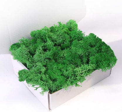 Preserved Moss-3.5 OZ Moss for Crafts Faux Moss Decor Natural Green Moss for Art Wall Florist Decor, Fairy Gardens, Wedding, Floral Project(Leaf Green 3.5 OZ)
