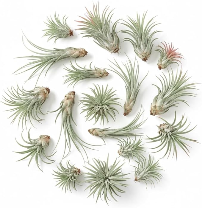Pack 12 Mixed Ionantha Air Plants, Live Tillandsia, Bulk Airplants, Easy Care Houseplants for Indoor and Outdoor Planting