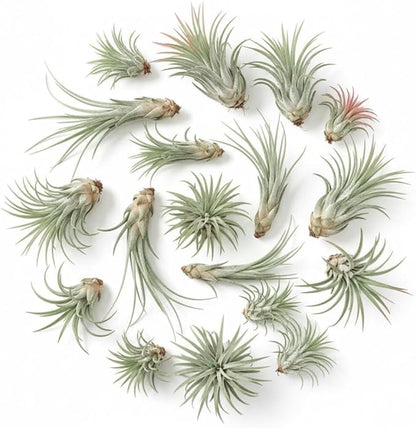 Pack 12 Mixed Ionantha Air Plants, Live Tillandsia, Bulk Airplants, Easy Care Houseplants for Indoor and Outdoor Planting