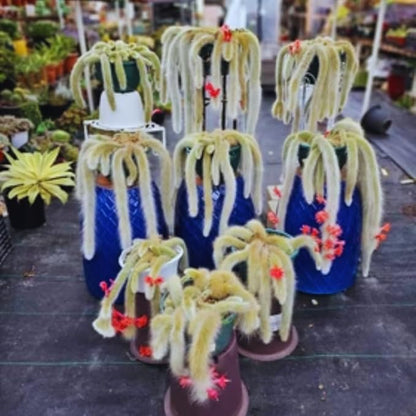 Monkey Tail Plant Cactus in 2" Pot, Starter Monkeys Tail Cactus Live Plant for Planting, Indoor Outdoor Décor, Fast-Growing Houseplant Succulent