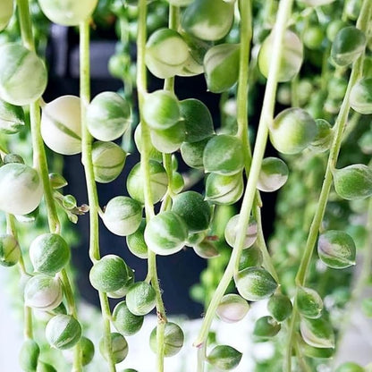 Succulents Variegated String of Pearls Plant Live, Rare Succulent Variegated Plant Rooted in 4 Inch Pot, Hanging Basket House Plant, Zones 9-12