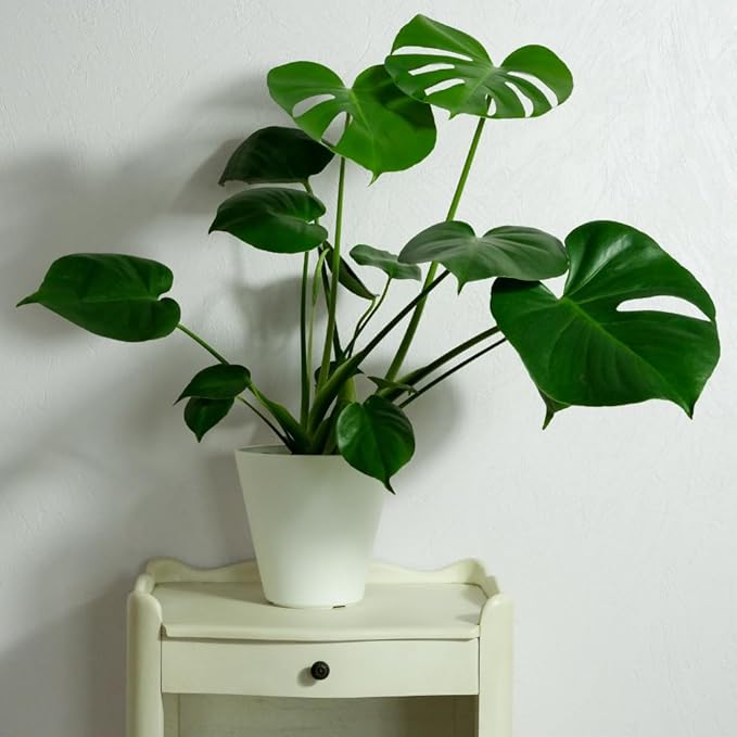 2 Rare Philodendron Live Plants Varieties Collection, Philodendrons Plants Size 5-9 Inc for Indoor Houseplant Décor, Ornamental Tropical Well-Rooted (Monstera Deliciosa)