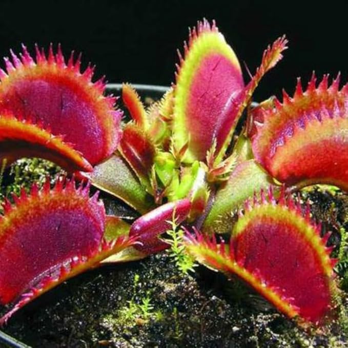 3 Starter Venus Dragon Fly Trao Live Plant in Pot, Live Venus Fly Traps for Terrarium Outdoor Indoor Gardening