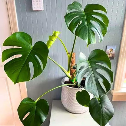 2 Rare Philodendron Live Plants Varieties Collection, Philodendrons Plants Size 5-9 Inc for Indoor Houseplant Décor, Ornamental Tropical Well-Rooted (Monstera Deliciosa)
