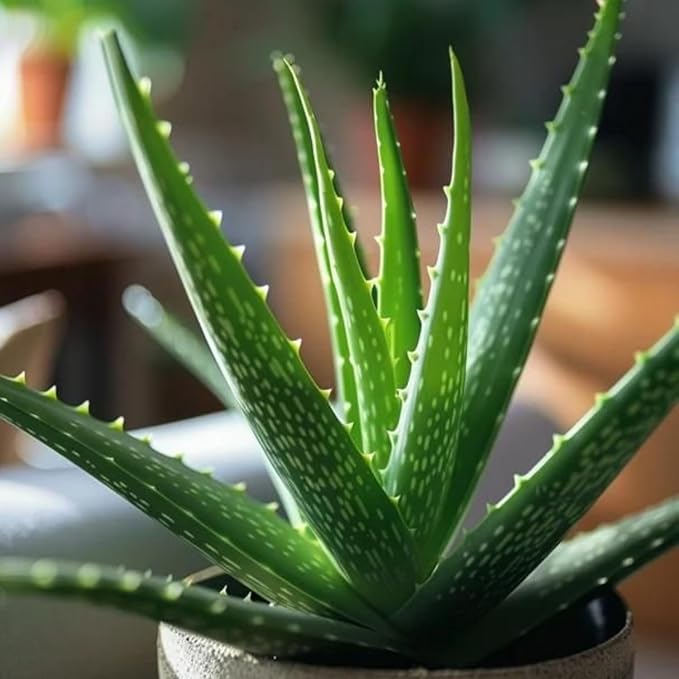 Live Aloe Plant for Planting | Aloe Vera Chinensis Plant in Size 2 Inch Pot | Suitable for Home Garden, Office, and Outdoor Beds | Fully Rooted Houseplant for Indoor Décor, Easy Care & Gift Giving
