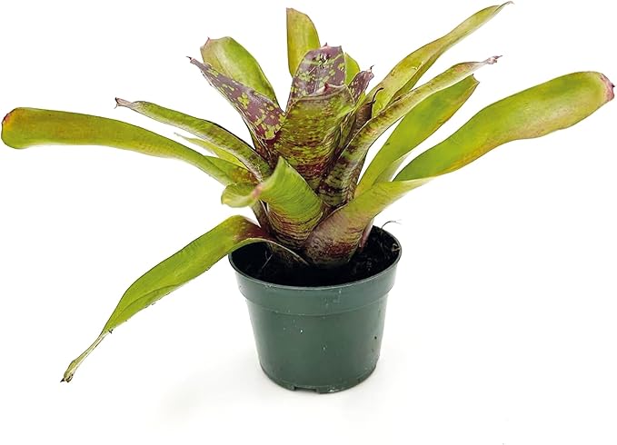 ragnaroc Live Plants – Bromeliad Neoregelia Fireball Aztec, 8-12", 4" - 1ct - Live Arrival Guaranteed - House Plants for Home Decor & Gift