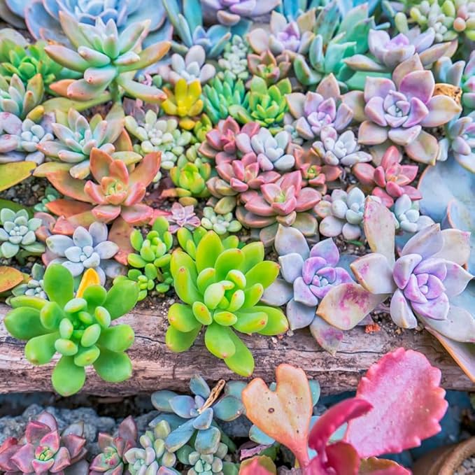 Pack 5 of Assorted Succulents Plant, 2 Inch Succulents Potted, Easy Care Mix Varieties, Succulent Cactus Live Plants in 2'' Pot Houseplant