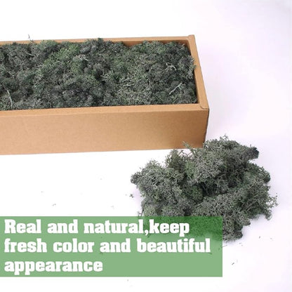 Preserved Reindeer Craft Moss - 17.6oz Natural Green DIY Kit for Terrariums, Wall Art & Decor