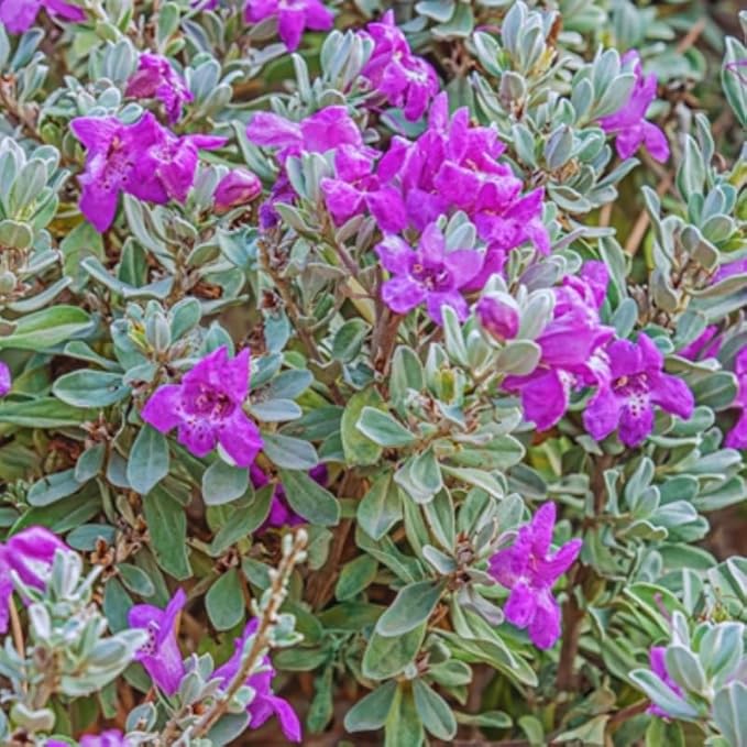 2 Vibrant Sage Salvia Live Plants, Fragrant Perennial Sage Plants Live for Spring Planting, Summer Planting, 5 to 10 Inches in Tall, (Texas)
