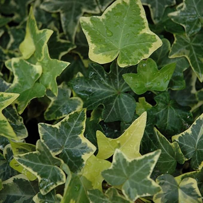 Live English Ivy Plant, Live Indoor Houseplant 4 Inch Pot, Hardy Groundcover, Trailing, Climbing Plants - Gold Ivy