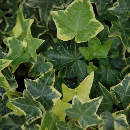 Live English Ivy Plant, Live Indoor Houseplant 4 Inch Pot, Hardy Groundcover, Trailing, Climbing Plants - Gold Ivy