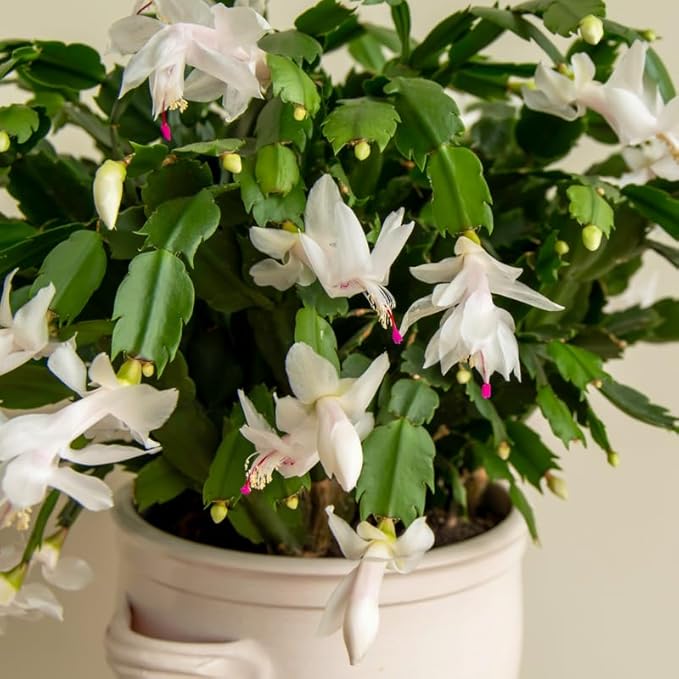 White Christmas Cactus Plants Live in 4 Inch Pot, Perennial Christmas Thanksgiving Cactus Plants Potted, Vibrant Flower Holiday Houseplant Indoors Outdoors