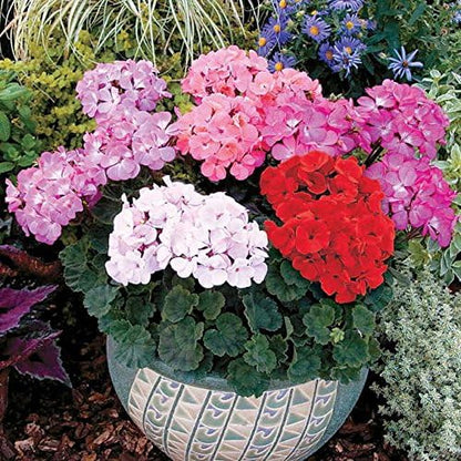 Park Seed Geranium Flowering Plant Seeds, Nano Pink Compact Variety with Full-Sized Blooms on Petite Plants, Great for Indoors or Small Spaces, Pack of 10