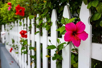 Pink Hibiscus. rosa-sinensis. Live Plant - Tropical Blooming Hibiscus, Pretty Flowers, Used in Tea and Juice (2 Pink Hibiscus Cups)