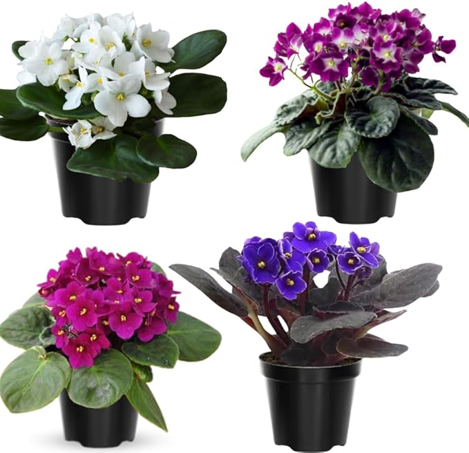 Random African Violets Live Plant, African Violet Plant, 4 Inc Pot