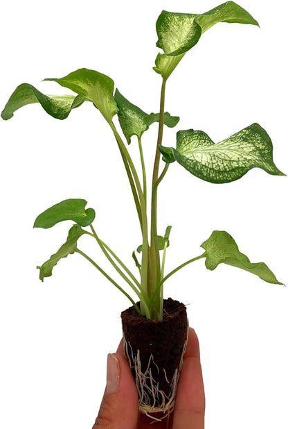 ragnaroc Caladium ‘White Butterfly’ (Caladium Bicolor) 2ct – Live Plant for Indoor Outdoor Use, Garden & Landscaping – Live Arrival Guaranteed
