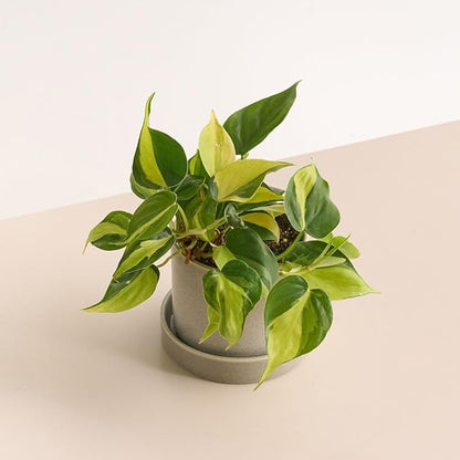 Variegated Yellow Green Philodendron Live Plant, Tropical Plant in 4 Inch Pot, Ready to Grow, Live Indoor Houseplant