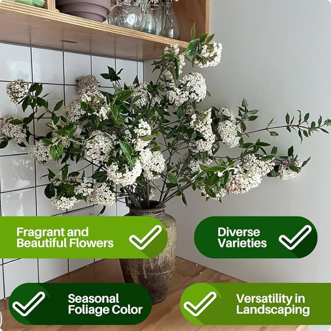 Japanese Snowball Viburnum Tree Live Plant Shrub in Pot, Fragrant Flower, Dormant in Winter, 6-12" in Tall, Bare Root to CA, Bush Shrub Spring Blooms