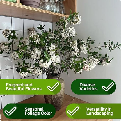 Japanese Snowball Viburnum Tree Live Plant Shrub in Pot, Fragrant Flower, Dormant in Winter, 6-12" in Tall, Bare Root to CA, Bush Shrub Spring Blooms