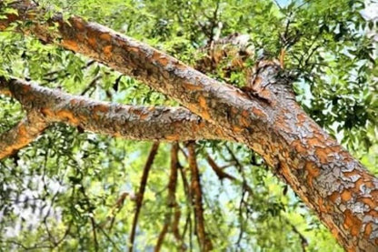 Chinese (Lacebark) Elm Tree - 10-16" Tall Live Plant - Quart Pot - Fast Growing Bonsai Tree - Ulmus parvifolia