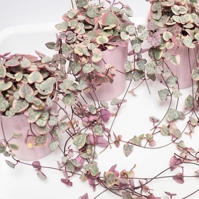 Variegated String of Hearts Live Plants, Easy Indoor Trailing Succulent in 4" Pot, Hanging Succulent Houseplant Indoor Outdoor Planting