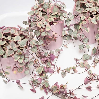 Variegated String of Hearts Live Plants, Easy Indoor Trailing Succulent in 4" Pot, Hanging Succulent Houseplant Indoor Outdoor Planting