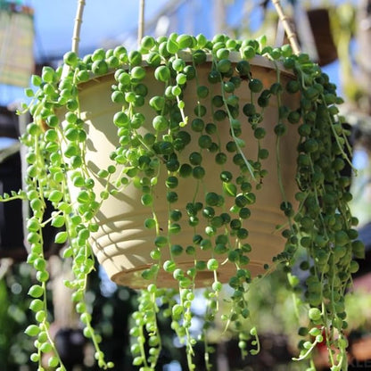String of Pearls Plant Live, Rare Succulent Trailing Vine in Pot, Indoor Houseplant